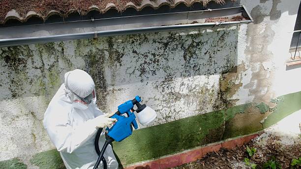Trusted Crawl Space Mold Removal service in Lindenhurst, IL - Cheap Mold Removal
